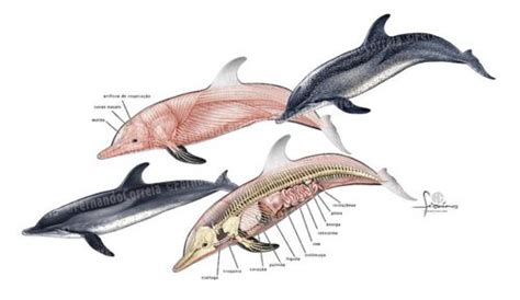 dolphin, skeleton, muscle, internal organs, diagram | Dolphins, Ocean animals, Marine mammals