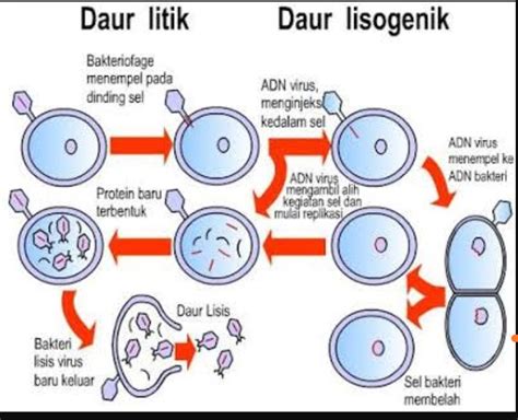 Reproduksi (Perkembangbiakan) Virus