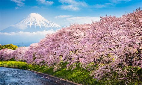 The best places to see Japan's cherry blossom | Wanderlust