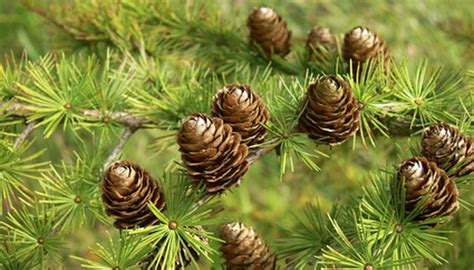 How to Grow Spruce Trees From Seed | Garden Guides