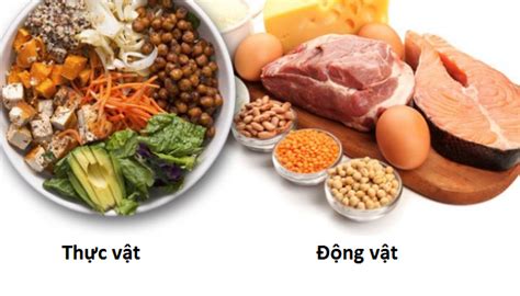 Distinguish between animal protein and vegetable protein | Vinmec