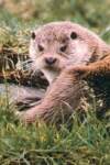 Otter Surveys | Artificial Otter Holts