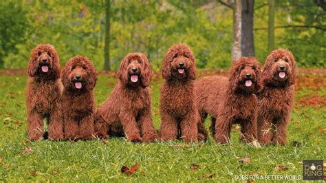 Australian Cobberdog Puppies | DOGKING