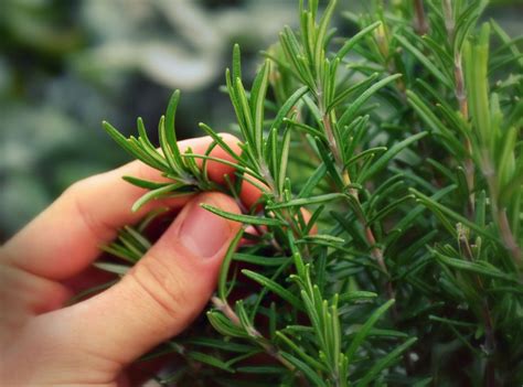 8 Best Substitutes for Rosemary to Mimic the Herb's Unique Flavor