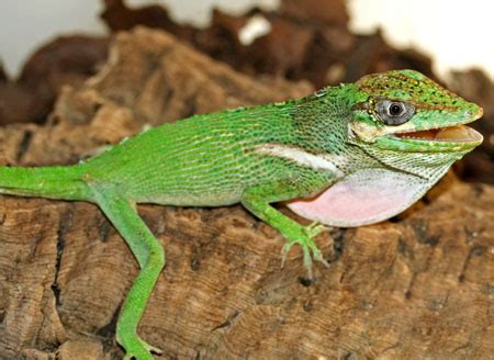 Knight Anole Facts and Pictures | Reptile Fact