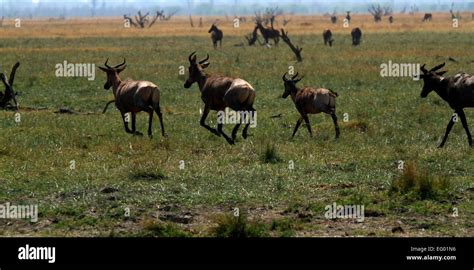 African Plains Game tsessebe antelope running fast away from predators ...