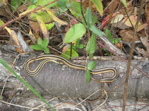 Eastern Garter Snake - Gateway National Recreation Area (U.S. National Park Service)