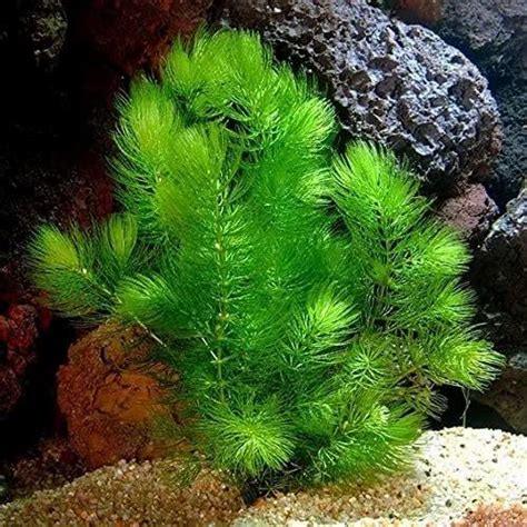 Natural Hornwort Plant ( Ceratophyllum Demersum) Aquatic Plant - Sakher ...