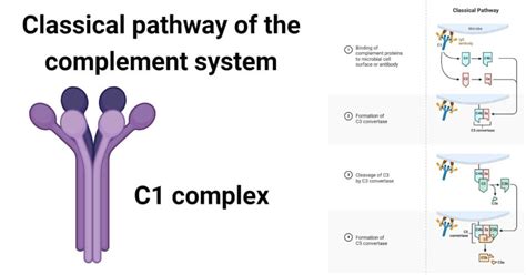 Complement System and Classical pathway