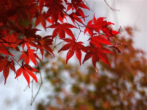 Red maple leaf tree HD wallpaper | Wallpaper Flare