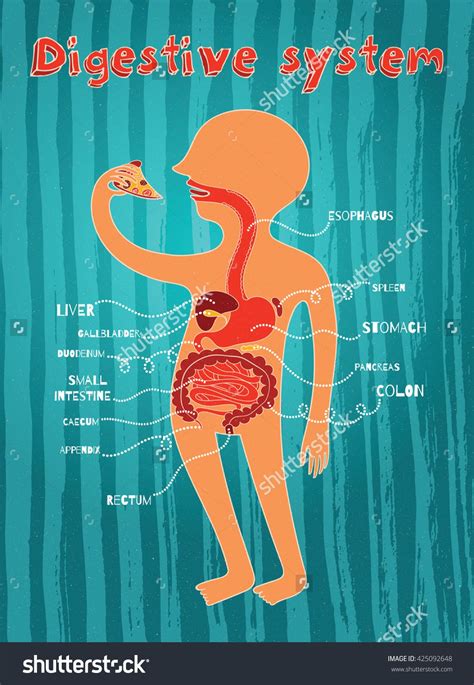 Human digestive system for kids. Vector color cartoon illustration ...