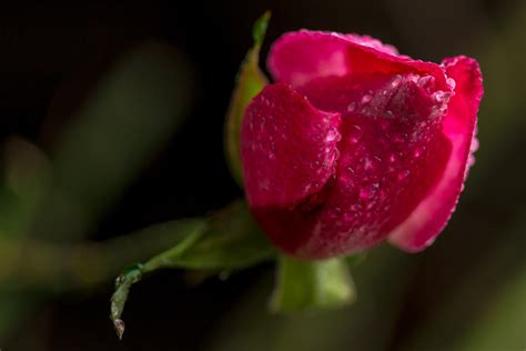 Free Images : blossom, flower, petal, red, pink, flora, flowers, close up, beautiful, bud ...