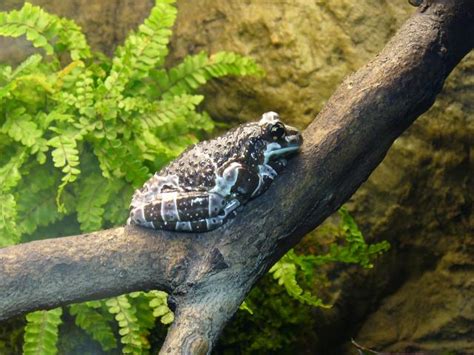 Amazon Milk Frog Habitat and Distribution ~ planetanimalzone