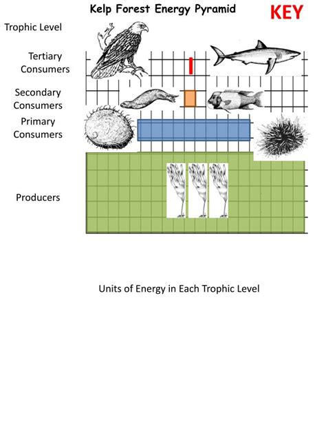 PPT - Kelp Forest Food Web Activity PowerPoint Presentation - ID:1588304