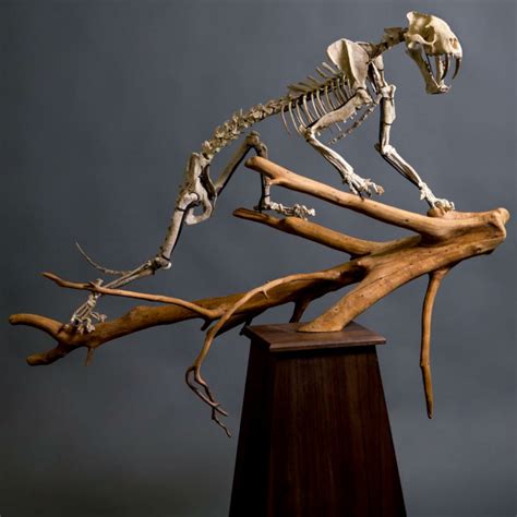 Sabertooth Tiger Fossil Skeleton | SkullStore Inc.