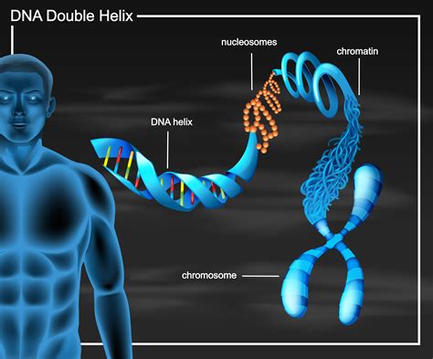 [DIAGRAM] Dna Helix Diagram - MYDIAGRAM.ONLINE