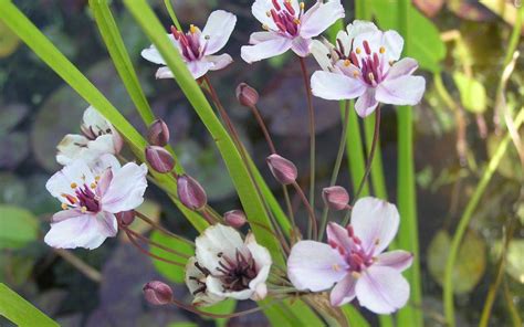 Butomus umbellatus the flowering rush - Merebrook Pond Plants