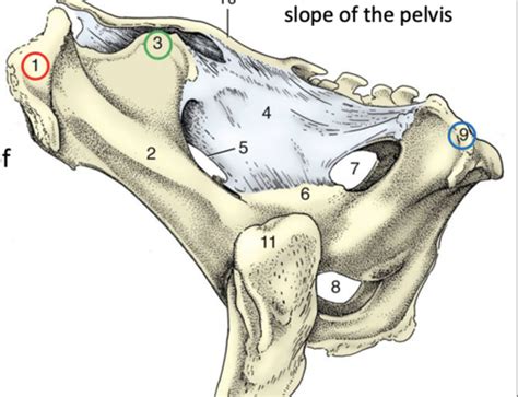 Ungulate Pelvic Limb - Bones Flashcards | Quizlet