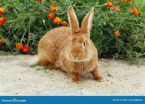 Red rabbit stock photo. Image of active, nature, observing - 62111728