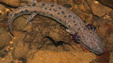 NC Wildlife Commission seeking sightings of mudpuppy salamanders in WNC