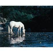 Sympathy & Memorial Cards | Horse Sympathy Cards | HoofPrints