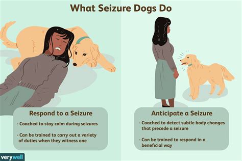 Unveiling the Canine Heroes: How Certain Dog Breeds Assist with Epilepsy – PatchPets