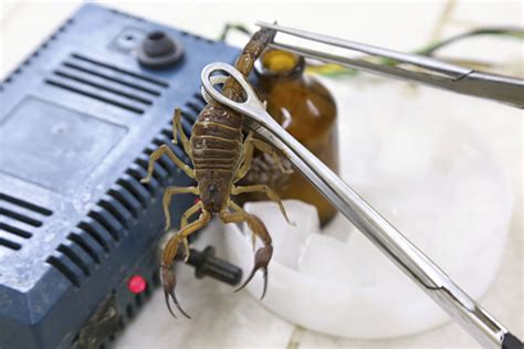 Blue Scorpion Venom: Cuba's Miracle Drug | Miami | Miami New Times ...