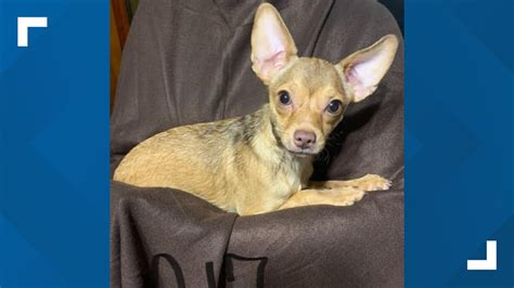 17 rescued chihuahuas ready for adoption in February | wbir.com