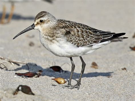 Curlew Sandpiper - eBird