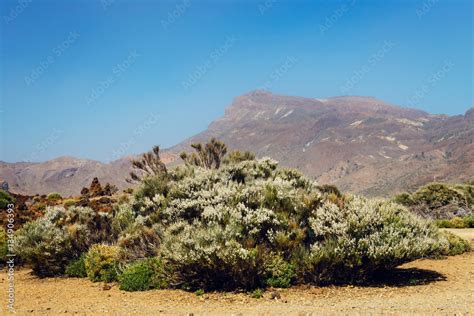 View of El Teide Volcano in Tenerife, Canary Islands, Spain Stock Photo ...