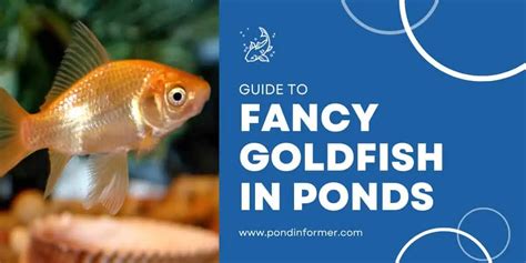 Can Fancy Goldfish Live in an Outdoor Pond? - Pond Informer