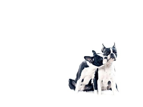 10 Best Boston Terrier Desktop Wallpaper FULL HD 1920×1080 For PC Background | Boston terrier ...