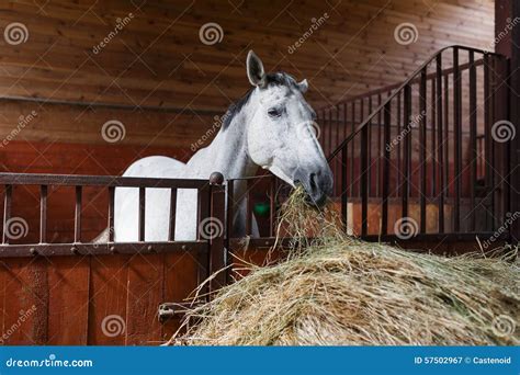 Horse eating hay stock image. Image of ranch, interior - 57502967