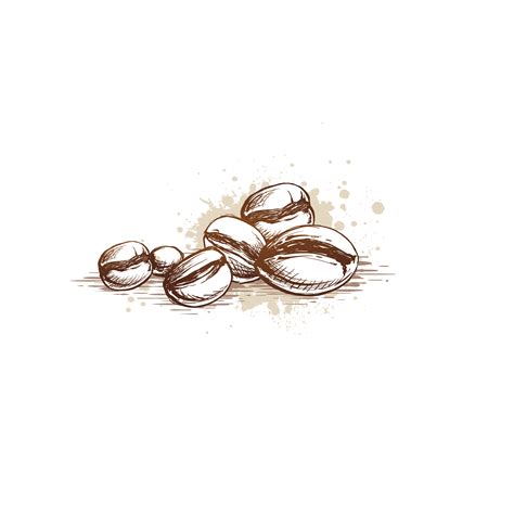 Coffee Bean Sketch at PaintingValley.com | Explore collection of Coffee ...