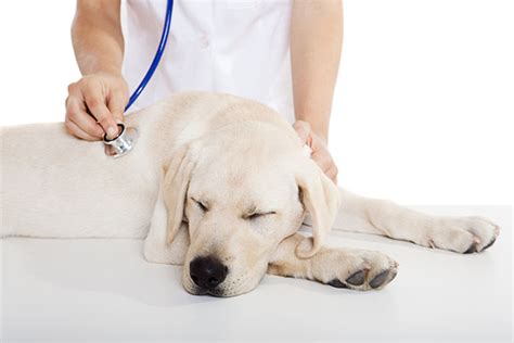 Curso Urgência e Emergência Veterinária - Cursos BIG