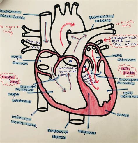 34 how to draw heart diagram - Diagram Resource