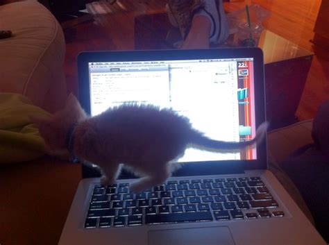 22 Cats Who Have Mastered The Art Of 'Keyboard Sitting'