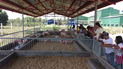 Image result for design of pigerry na walang amoy | Pig farming, Pig shelter, Goat house