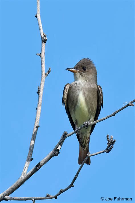 Olive-sided Flycatcher – Joe Fuhrman Photography