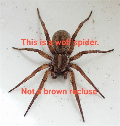 Are There Brown Recluse Spiders In Ohio