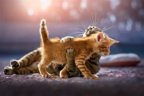 Download Adorable Fluffy Kittens Playing | Wallpapers.com