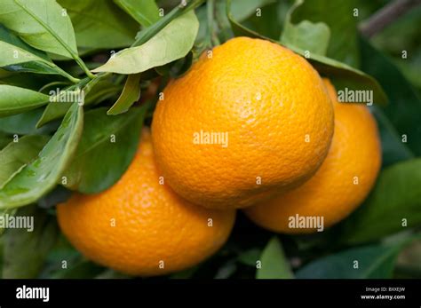 Tangerine tree citrus unshiu hi-res stock photography and images - Alamy