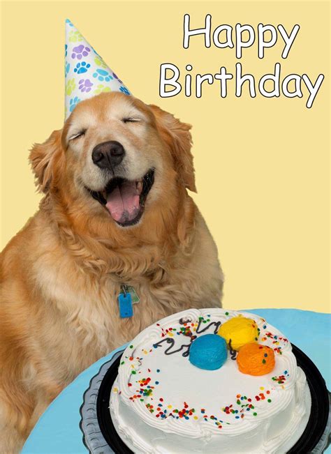 Birthday Animal Wallpapers - Top Free Birthday Animal Backgrounds ...