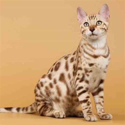 Bengal Cats For Adoption Near You - Rehome Adopt a Bengal Cat or Kitten