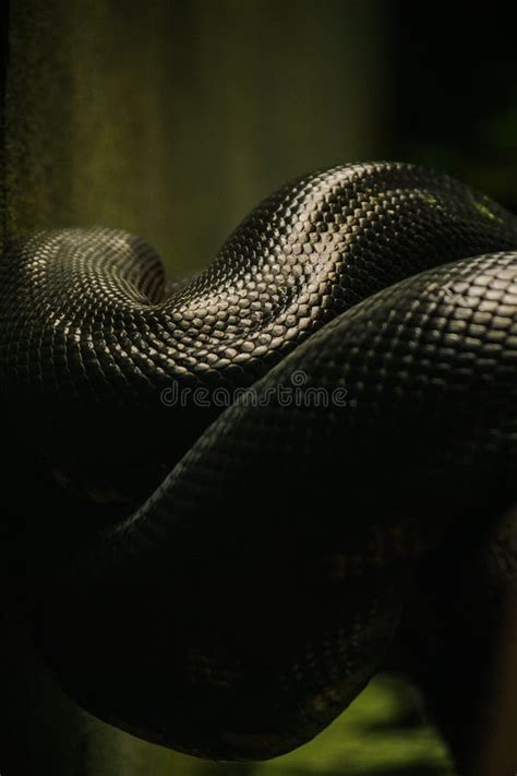 627 Black Anaconda Stock Photos - Free & Royalty-Free Stock Photos from ...