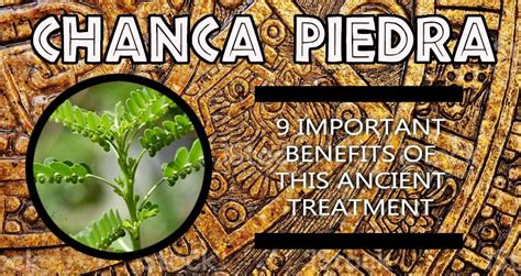 Chanca Piedra - 9 Important Health Benefits - Lyme Recovery Clinic