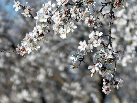 Blooming of almond trees stock image. Image of bush - 111418773