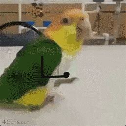 Dancing-parrot-doodle