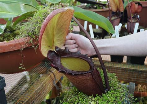 Nepenthes Rajah is a fascinating carnivorous pitcher plant in Malaysian Borneo