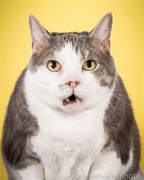 Photo series of cute fat cats – Vuing.com